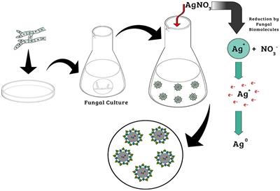 Frontiers | Synthesis Of Silver Nanoparticles Mediated By Fungi: A Review